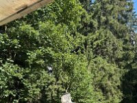 IMG 6752